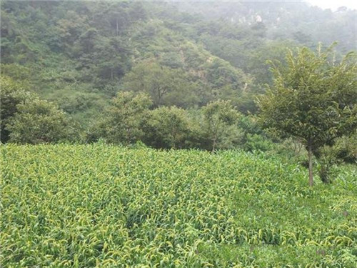 天津河北区38亩工业土地低价格
